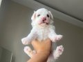 Maltese Terrier