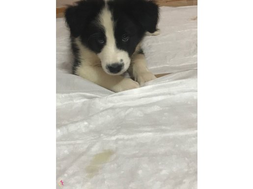 2 Aylık Border Collie Yavrusu 