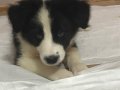 2 Aylık Border Collie Yavrusu 