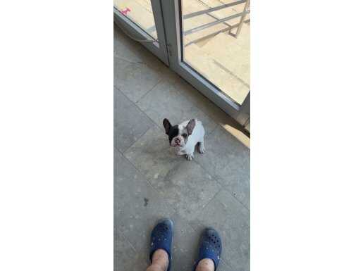 19 Mayıs Doğumlu French Bulldog