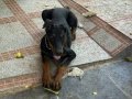 Uygun fiyata doberman. 