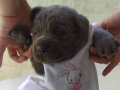 A KALİTE BLUE CANE CORSO 