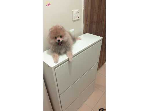 SAF POMERANIAN BOO