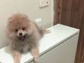 SAF POMERANIAN BOO