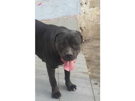 Dev Cane Corso yavruları