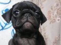 Orijinal pug yavruları