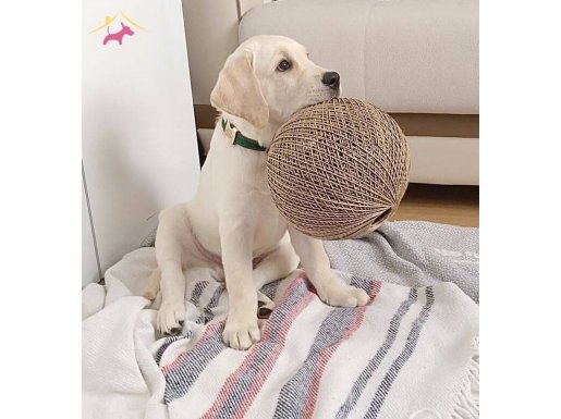 Labrador Retriever 4,5 aylık