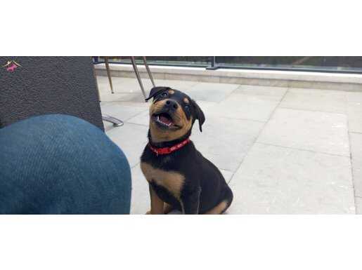 İki aylık rottweiler yavrusu