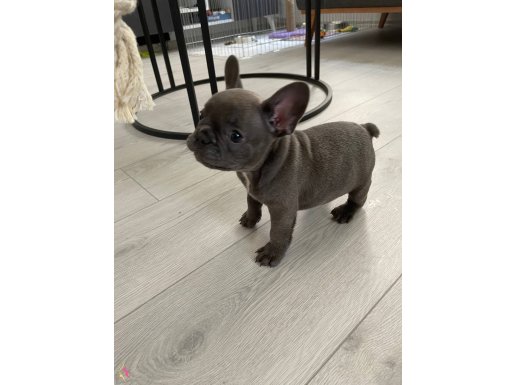 Gözleri Mavi French bulldog