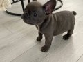 Gözleri Mavi French bulldog