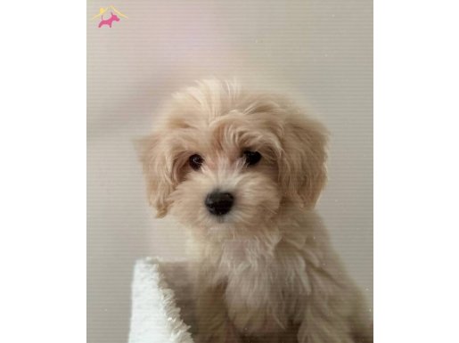 Maltipoo erkek 4 aylık 