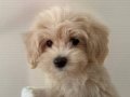 Maltipoo erkek 4 aylık 