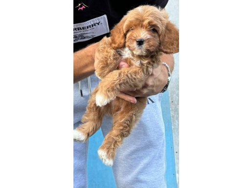 2 aylık erkek maltipoo 