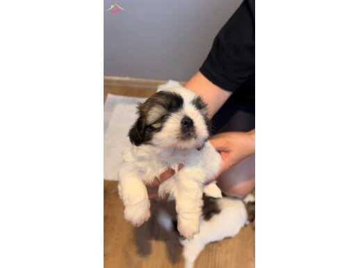 Orjinal Shih-Tzu