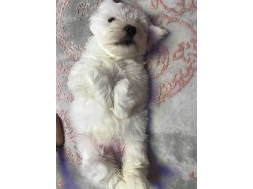 Safkan lekesiz orjinal maltese terrier dişi 