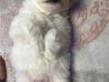 Safkan lekesiz orjinal maltese terrier dişi 