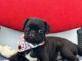 İnsan dostu yavru pug