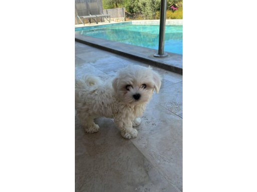 Safkan maltese terrier