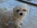 Safkan maltese terrier