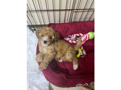 2 aylık erkek yavru maltipoo