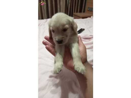 1 aylık erkek golden retriever