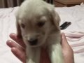 1 aylık erkek golden retriever