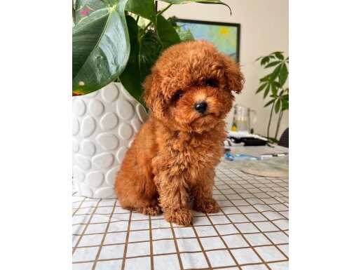 ORJINAL  SAF TOY POODLE 