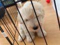 Maltese Terrier dişi yavrumuz