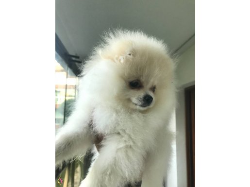 Beyaz pomeranian boo erkek 2.5 aylık pete wc eğitimi vardır