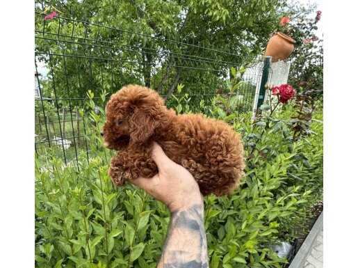 Gerçek Kore Kan Red Brown Toy Poodle