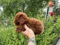 Gerçek Kore Kan Red Brown Toy Poodle