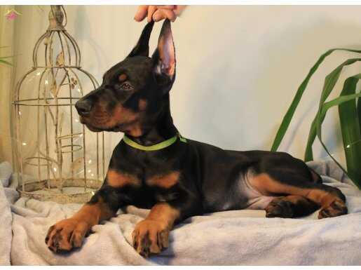 ASİL DOBERMAN YAVRULARIM