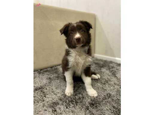 GÜZELLER GÜZELİ BORDER COLLIE YAVRULARIM