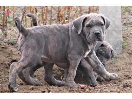 SERT BAKIŞLI CANE CORSO YAVRULARIM