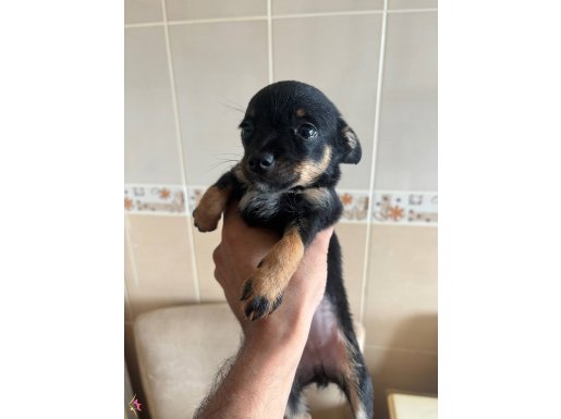 Pinscher anne bakımlı 2.5 aylık sağlıklı 