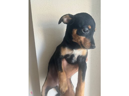 2.5 aylık sağlıklı pinscher