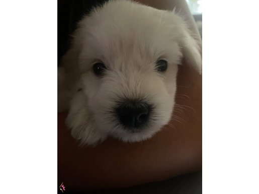 ACIL Çok tatlı uygun fiyatlı uysal dişi maltese terrier