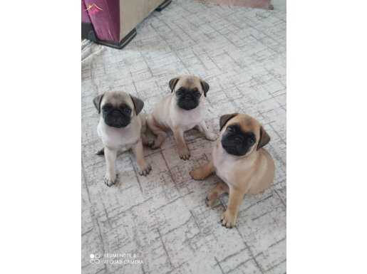 Orjinal PuG yavruları