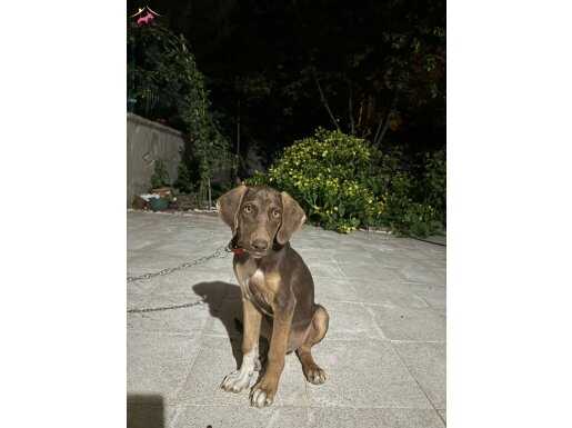 weimaraner cok akıllı av köpeği