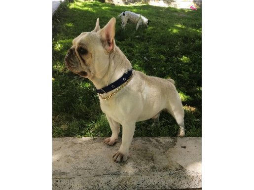 Oyuncu İnsan Canlısı Safkan French Bulldog Çok Acil