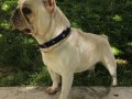 Oyuncu İnsan Canlısı Safkan French Bulldog Çok Acil