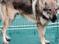 SECERELİ %100 SAFKAN ERKEKÇEK WOLFDOG 9 AYLIK