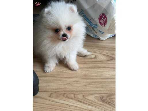 Kore pomeranian boo 