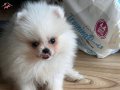 Kore pomeranian boo 