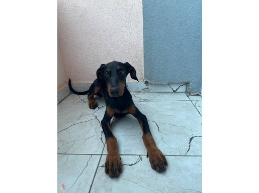 Irk garantili 2 dişi doberman