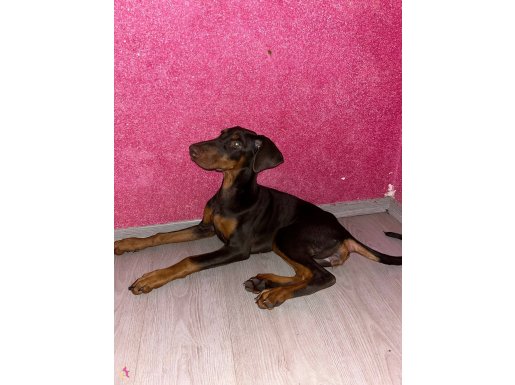 2 dişi doberman 