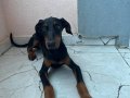 Irk garantili 2 dişi doberman