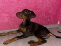 2 dişi doberman 