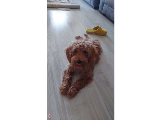 3.5 aylık maltipoo yavrumuzu sahiplendiriyoruz