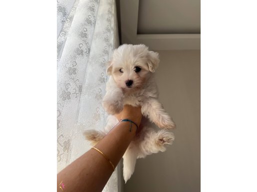 Maltese Terrier